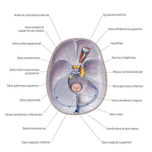 Dural venous sinuses (Portuguese)