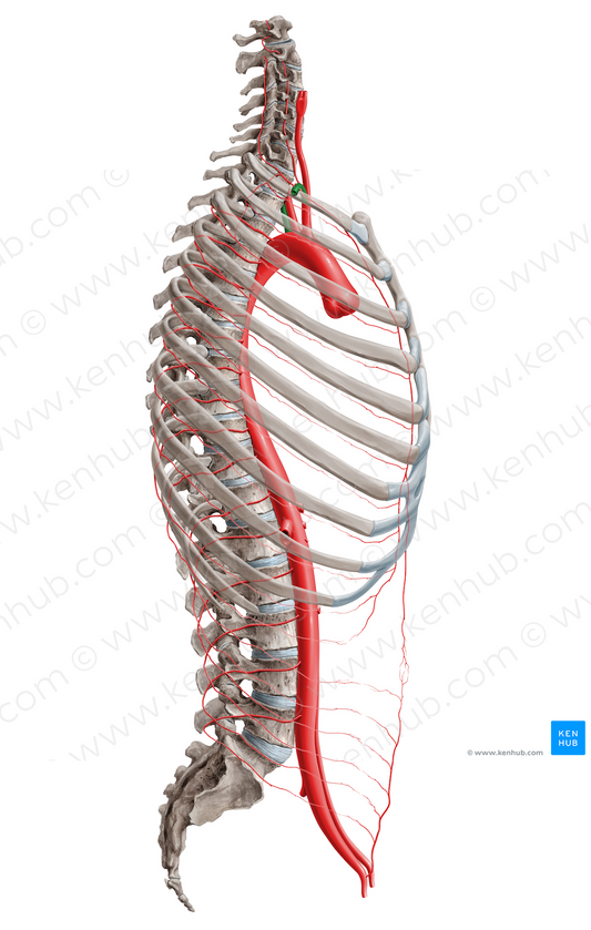 Subclavian artery (#16381)