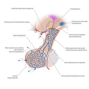 Hypophyseal portal system (Spanish)