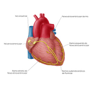 Conduction system of the heart (Portuguese)