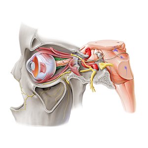 Medial rectus muscle (#20636)