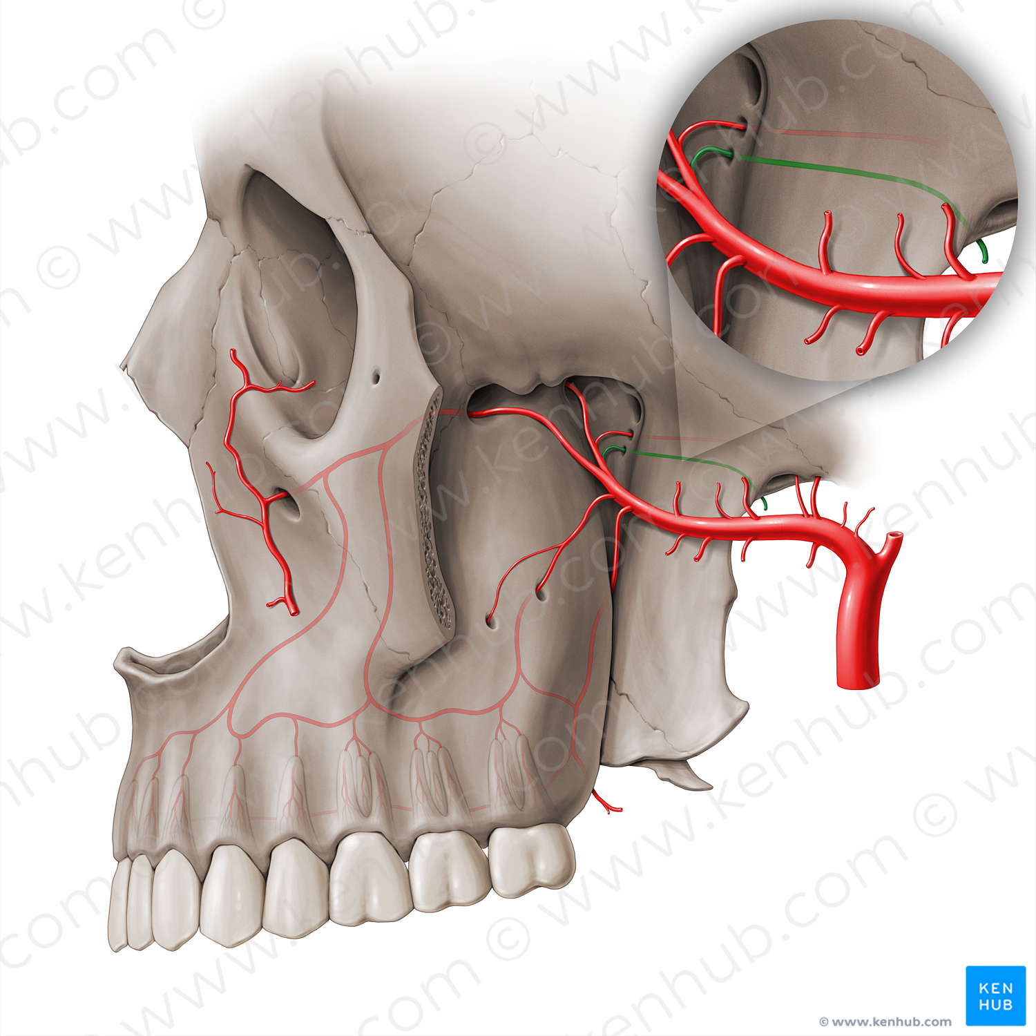 Pharyngeal branch of maxillary artery (#18469)