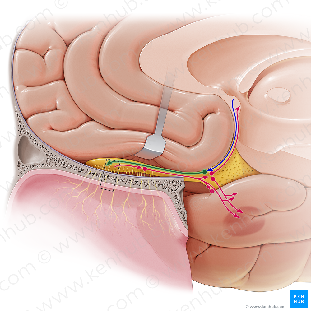 Efferent fibers of olfactory tract (#6925)