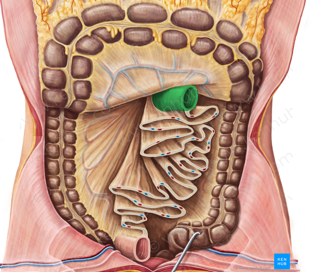 Jejunum (#4351)