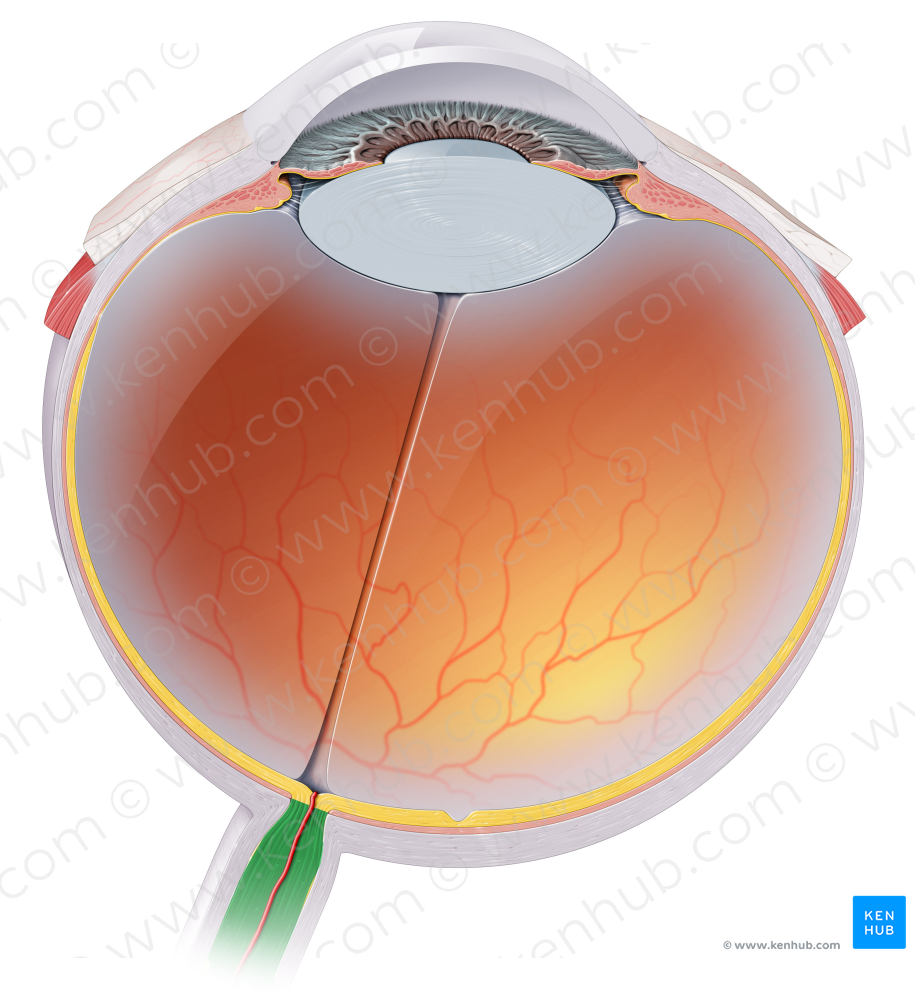 Optic nerve (#6637)