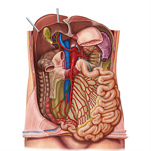 Ileocolic artery (#1362)