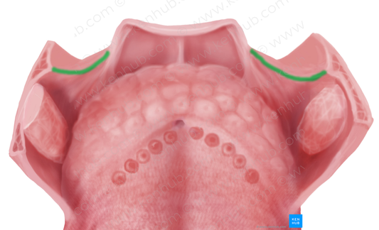 Palatopharyngeal arch (#842)