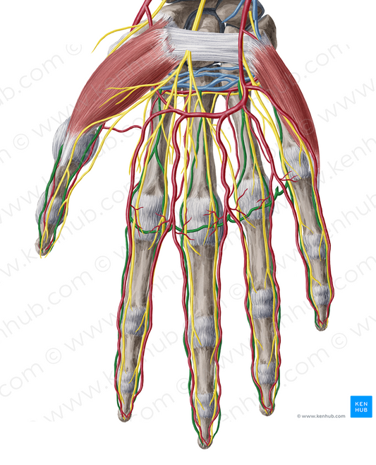 Palmar metacarpal and digital veins (#10171)