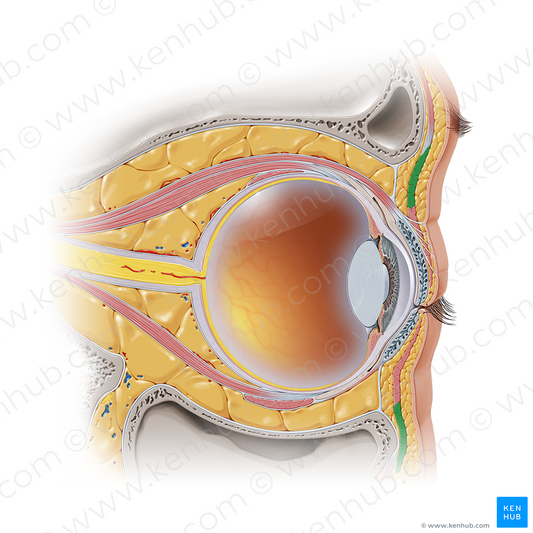 Orbital part of orbicularis oculi muscle (#7336)