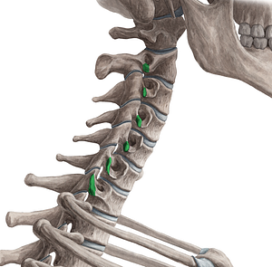 Posterior tubercles of transverse processes C2-C7 (#9698)