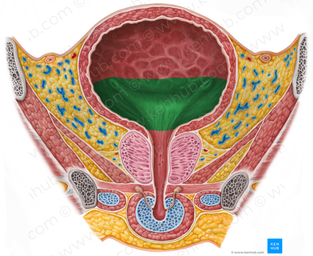 Fundus of urinary bladder (#3938)