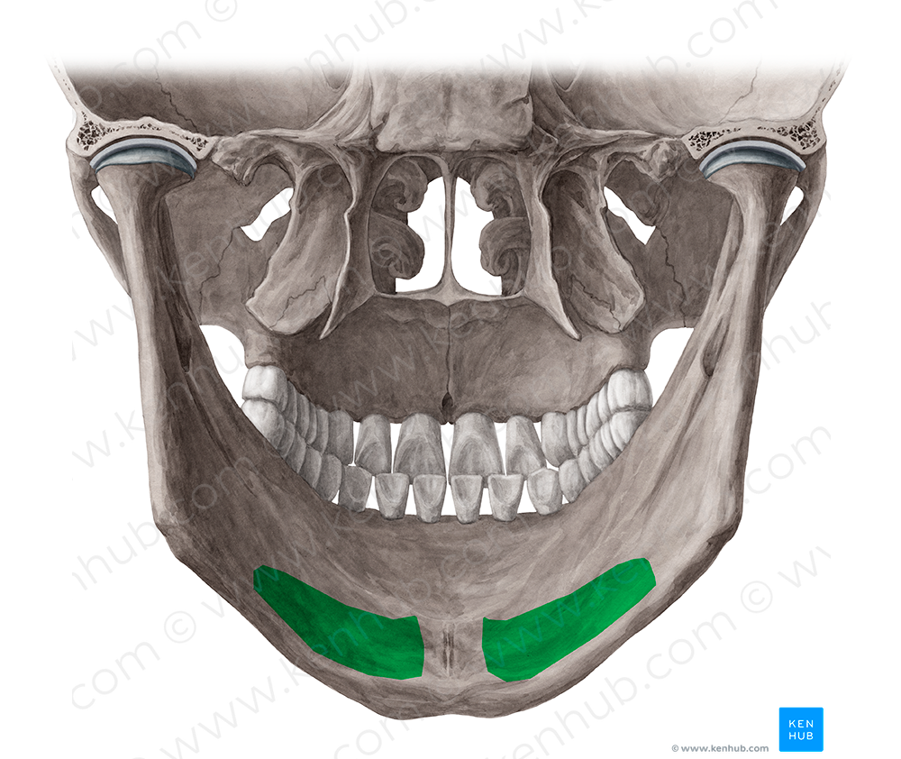 Submandibular fossa of mandible (#3889)