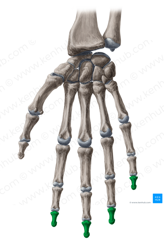 Distal phalanges of 2nd-5th fingers (#7891)