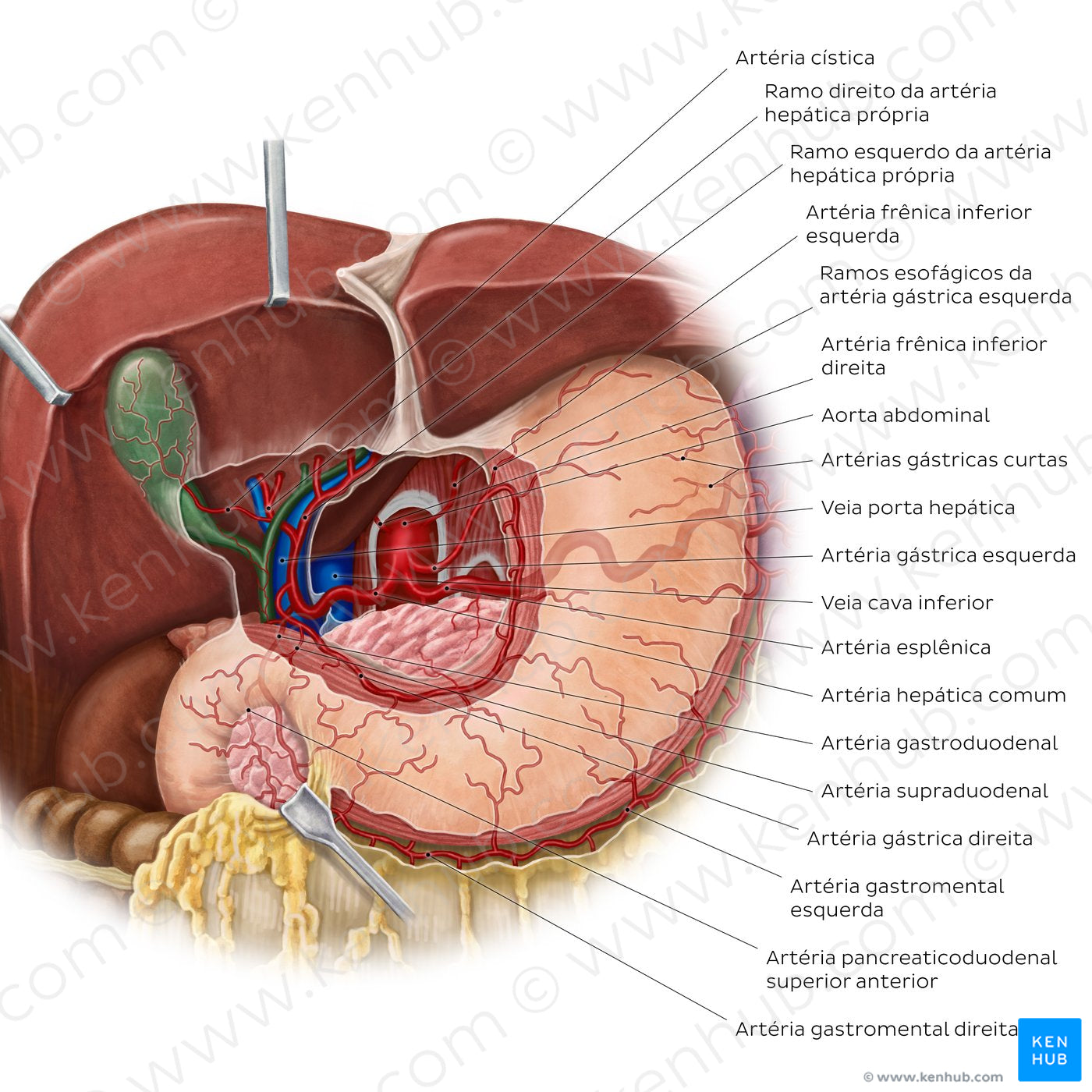 Arteries of the stomach, liver and spleen (Portuguese)
