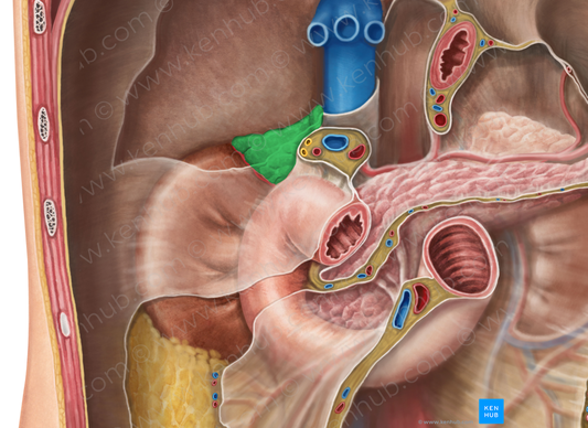 Right suprarenal gland (#4129)