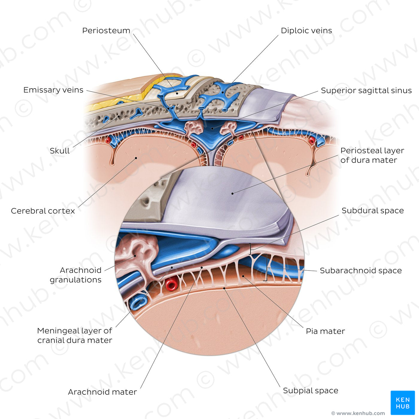 Meninges of the brain (coronal section) (English)