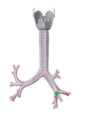 Right inferior lobar bronchus (#2217)