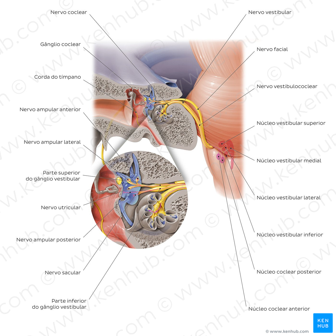 Vestibulocochlear nerve (Portuguese)