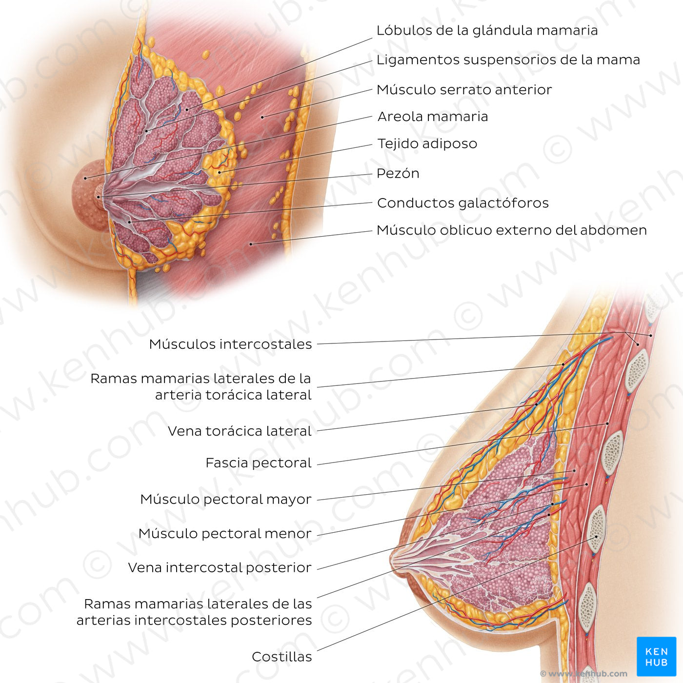 Female breast structure (Spanish)