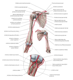 Brachial artery and its branches (Portuguese)
