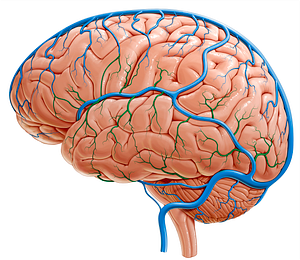 Inferior cerebral veins (#20749)