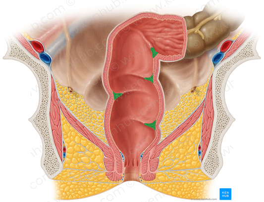 Transverse folds of rectum (#8099)