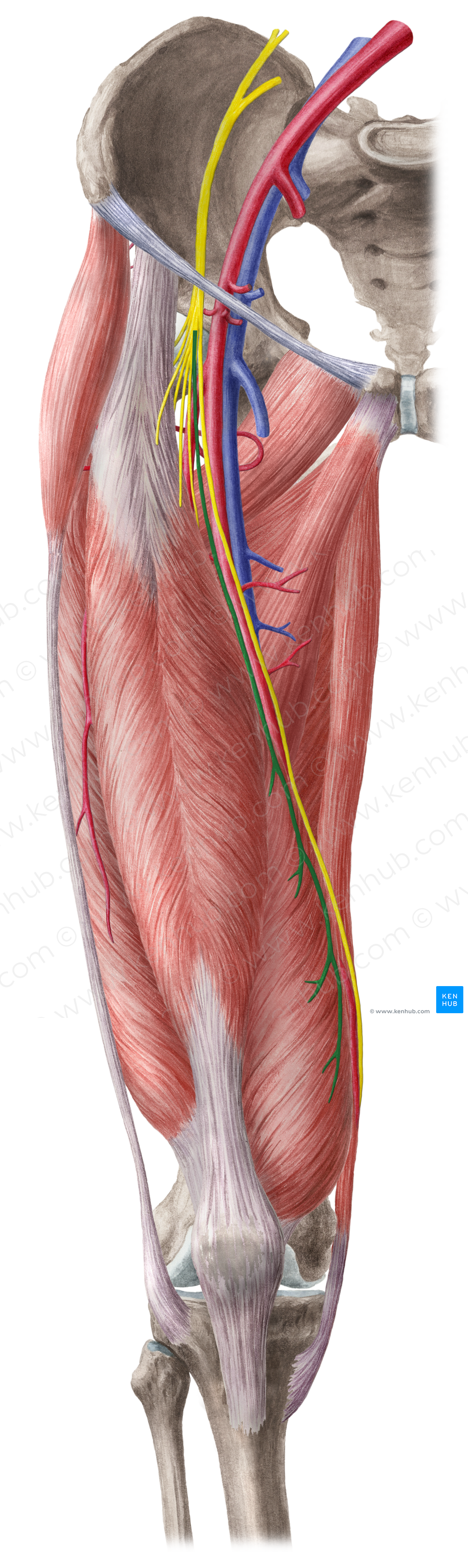 Muscular branches of femoral nerve (#8747)