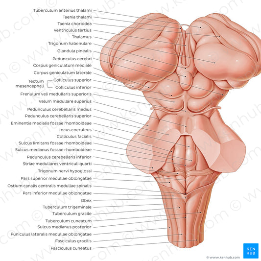 Surface anatomy of the brainstem (Latin)