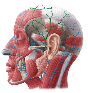 Superficial temporal vein (#10625)