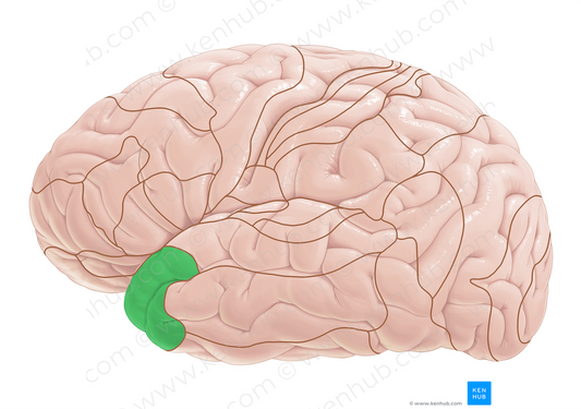 Brodmann area 38 (#17989)