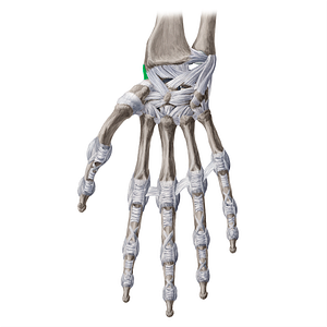Radial collateral ligament of wrist joint (#4485)