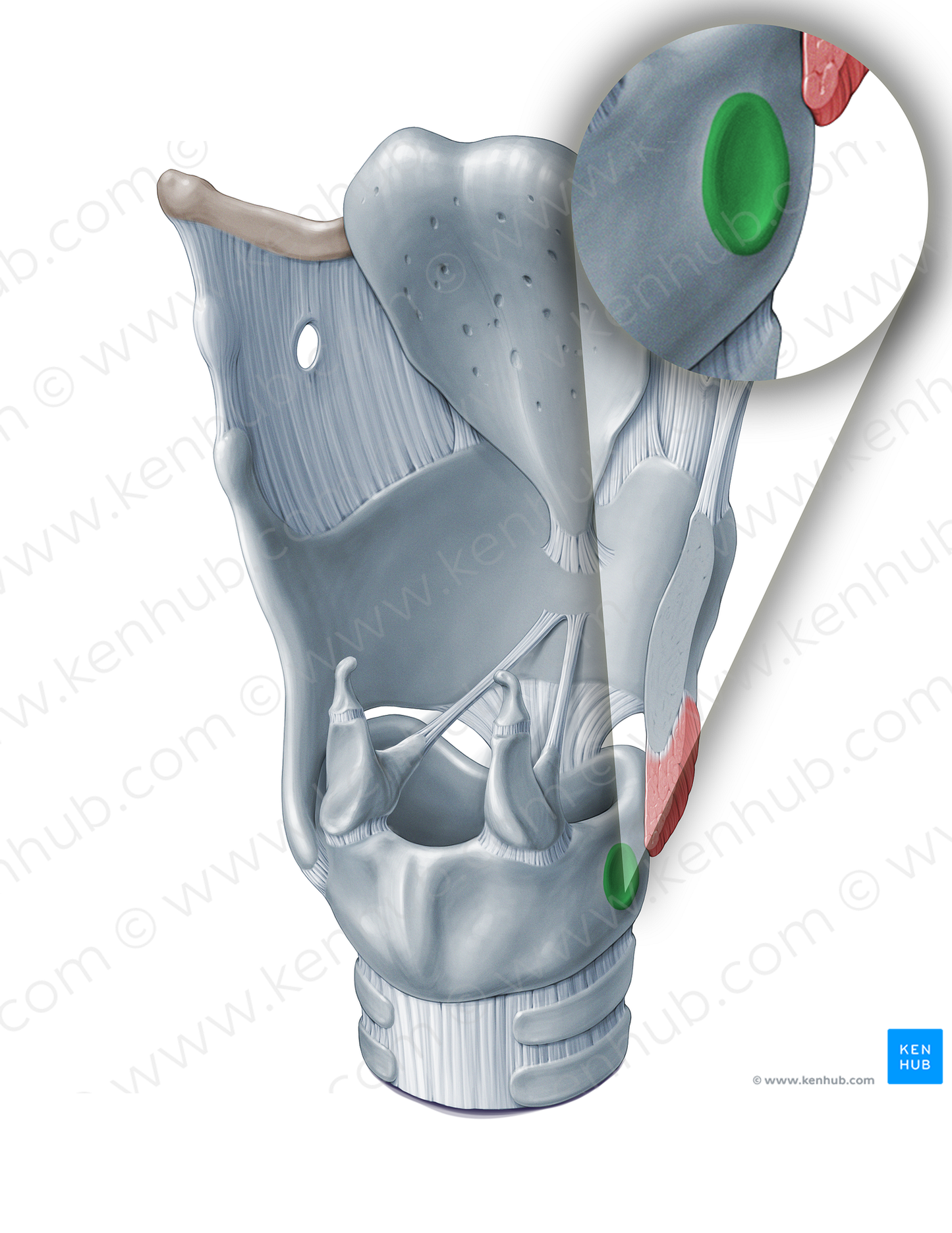 Thyroid articular surface of cricoid cartilage (#18363)