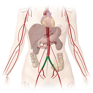 Common iliac artery (#1366)