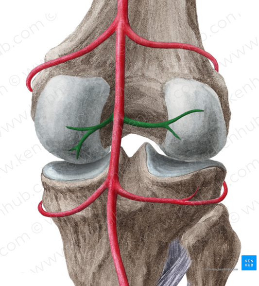 Sural arteries (#1220)