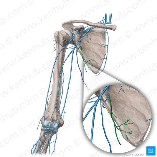 Thoracodorsal vein (#21655)