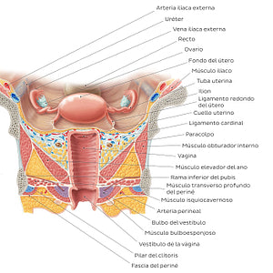 Uterus and vagina (Spanish)