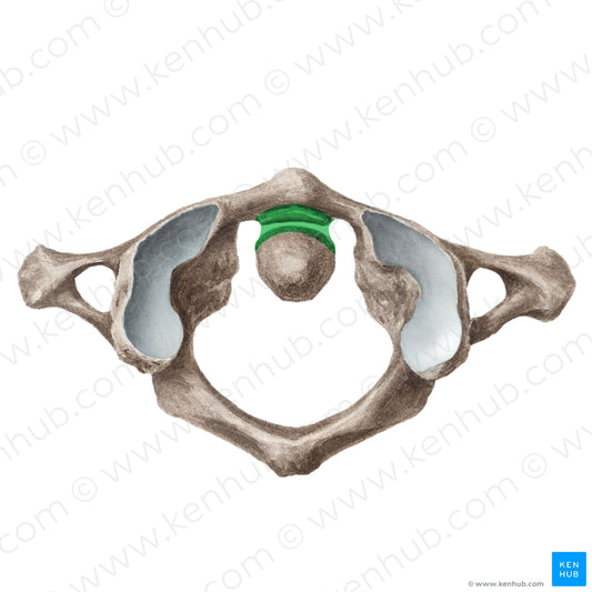 Median atlantoaxial joint (#20158)