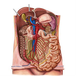 Colic branch of ileocolic artery (#8619)