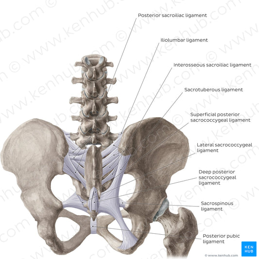 Ligaments of the pelvis (Posterior view) (English)