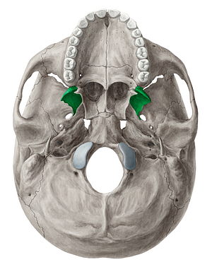 Lateral plate of pterygoid process of sphenoid bone (#4390)