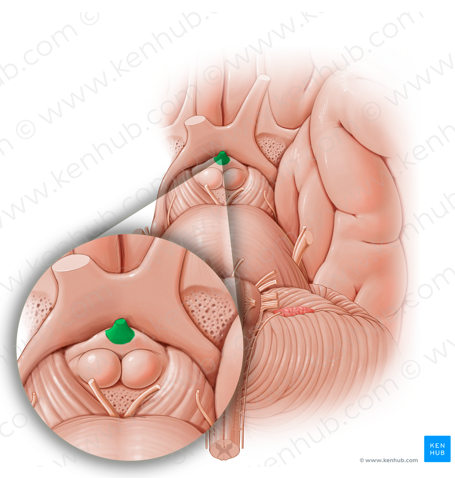 Infundibulum of pituitary gland (#13353)