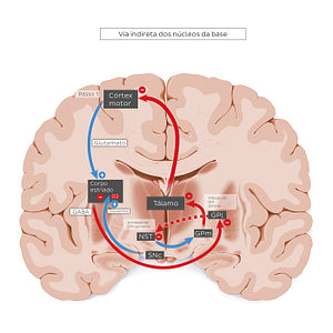 Indirect pathway of the basal ganglia (Portuguese)