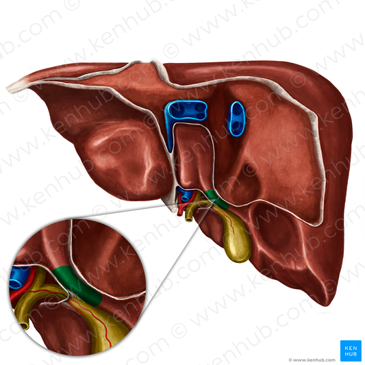 Caudate process of liver (#8177)