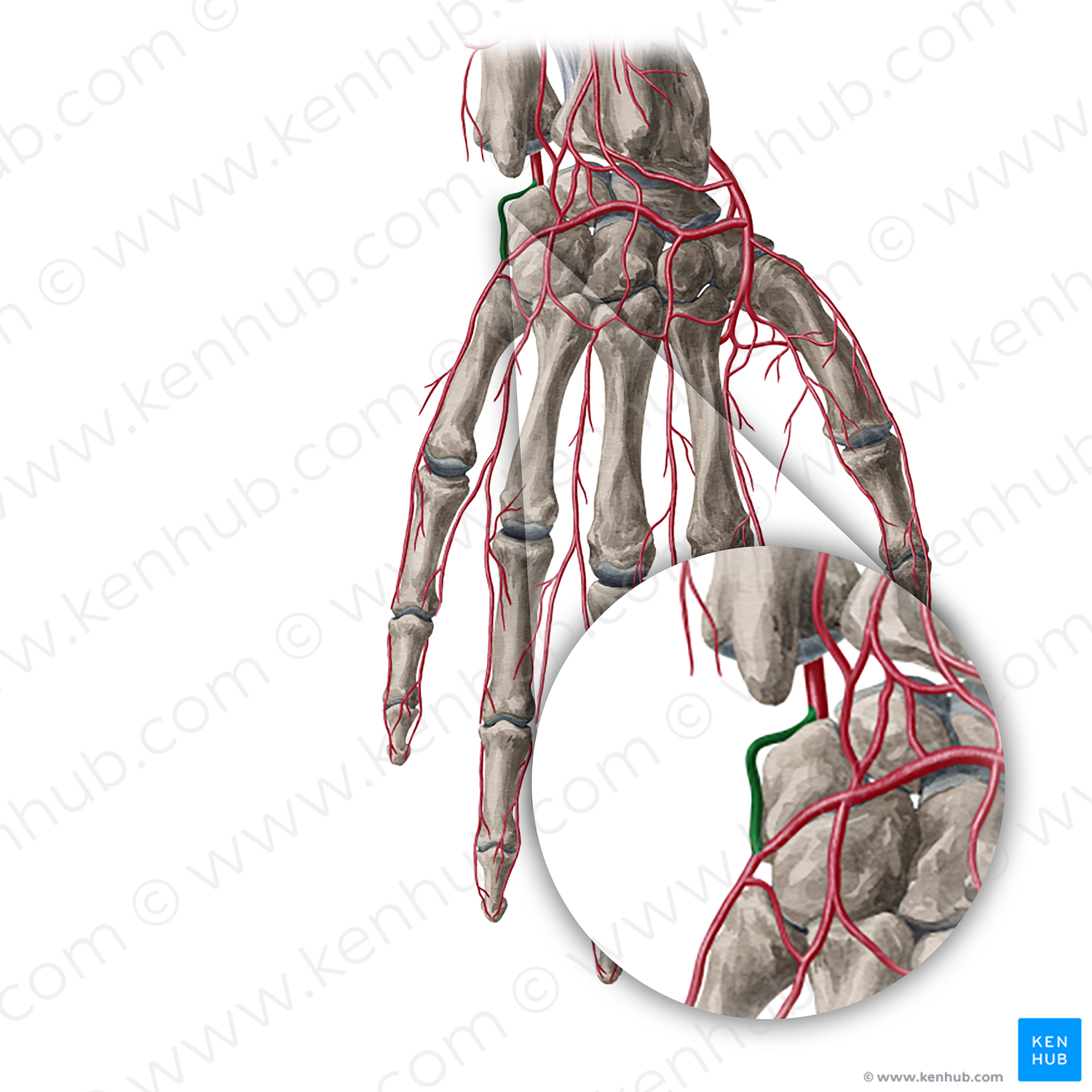 Dorsal carpal branch of ulnar artery (#20381)