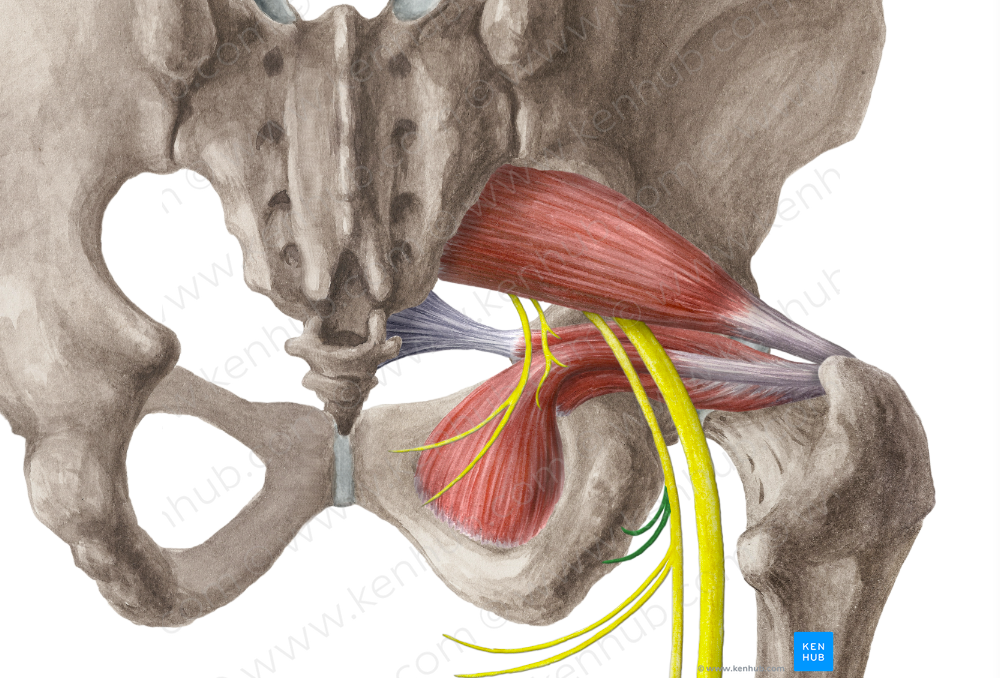 Inferior cluneal nerves (#6214)