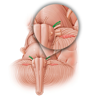 Facial nerve (#12799)