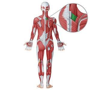 Serratus posterior superior muscle (#18745)