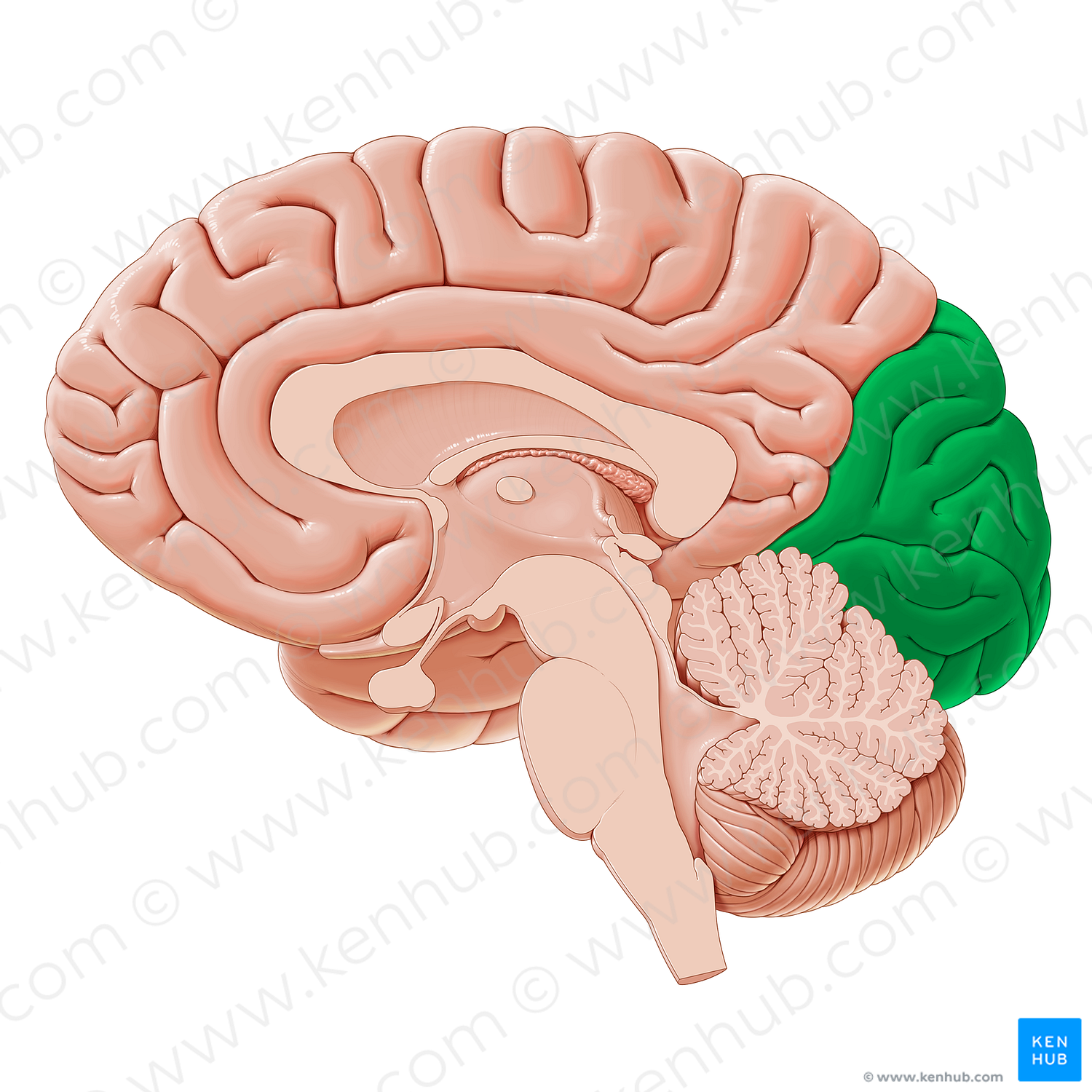 Occipital lobe (#20632)