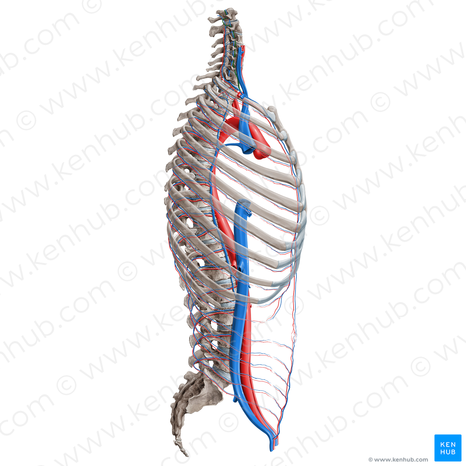 Vertebral artery (#16385)