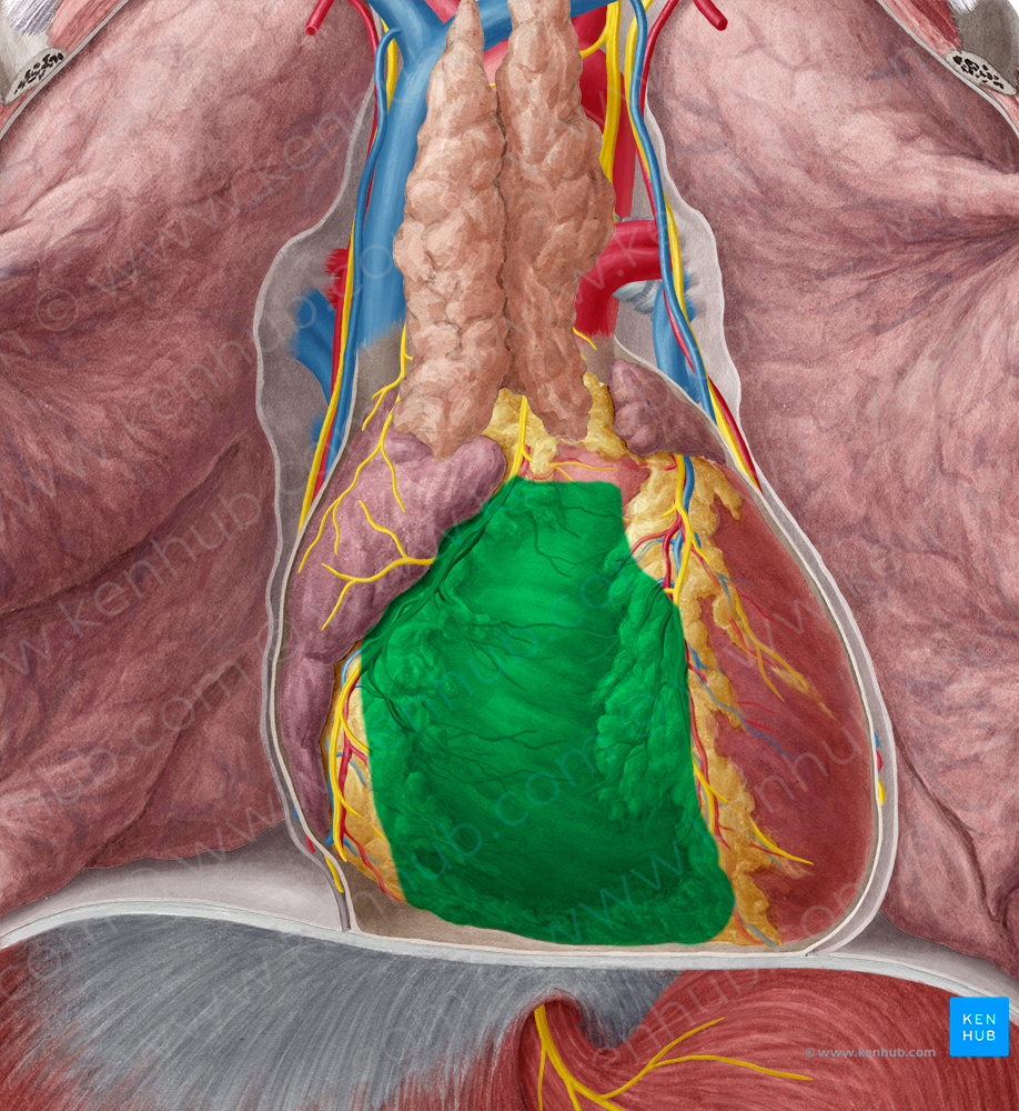 Right ventricle of heart (#10687)